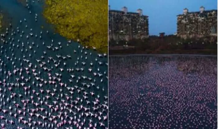 Twinkle Khanna Shares Photos of Flamingos in Mumbai, Post Goes Viral